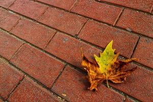 Isolated photo of a maple leaf falling to the ground which is yellowish brown in color. Maple leaves have three to five pointed sides.