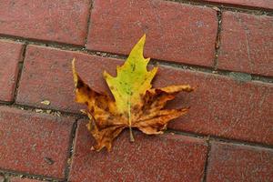 Isolated photo of a maple leaf falling to the ground which is yellowish brown in color. Maple leaves have three to five pointed sides.