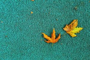 Isolated photo of a maple leaf falling to the ground which is yellowish brown in color. Maple leaves have three to five pointed sides.