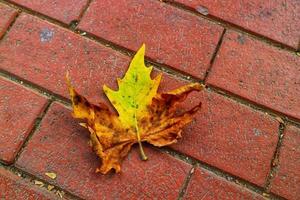 Isolated photo of a maple leaf falling to the ground which is yellowish brown in color. Maple leaves have three to five pointed sides.