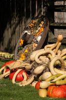 many pumpkins in the garden photo