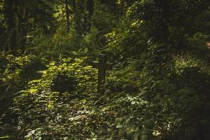 Gravestones in cemetery, Arnos Vale Cemetery photo