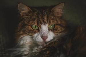 retrato de un gato con ojos verdes foto
