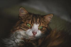 retrato de un gato con ojos verdes foto