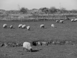 senderismo en el muensterland alemán foto