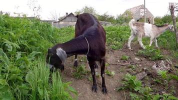 cabra marrón come hierba verde alta en el prado en verano video