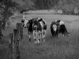 vacas en el muensterland alemán foto