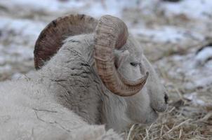 sheeps on a winter field photo