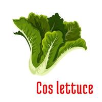 icono de lechuga verde fresca, estilo de dibujos animados vector