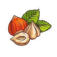 Hazelnut with green leaves sketch vector