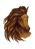 Arabian brown horse portrait vector