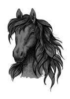 Black horse head sketch portrait vector