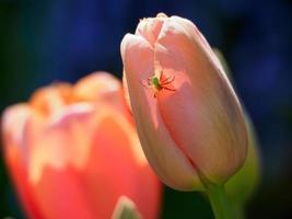 tulips in the garden photo