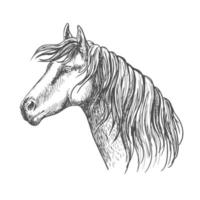 White horse with mane along neck sketch portrait vector