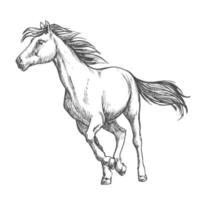 White horse freely running sketch portrait vector