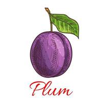 Sketched plum fruit for food and juice design vector