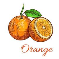 Orange citrus fruit isolated sketch vector