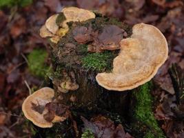 hiking near reken in the german muensterland photo