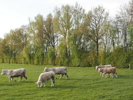 tiempo de primavera en weseke alemania foto