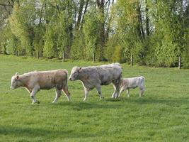 spring time in weseke germany photo