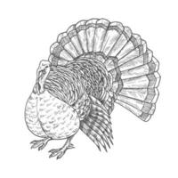 Thanksgiving turkey vector sketch isolated icon