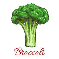 Broccoli leafy cabbage vegetable vector