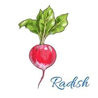 Red radish vegetable sketch for farming design vector