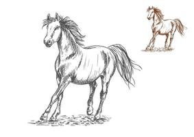 retrato de boceto de caballo al galope vector