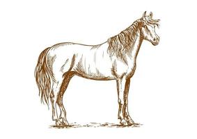 Horse standing with head turned vector
