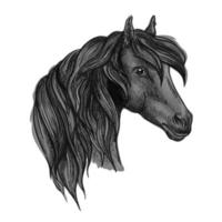 boceto de cabeza de caballo árabe para diseño de deporte equino vector