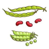 Green pea pod and beans sketch icons vector