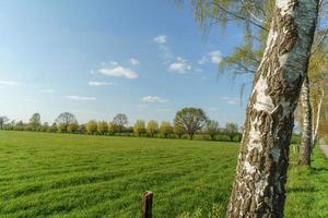 trees in westphalia photo