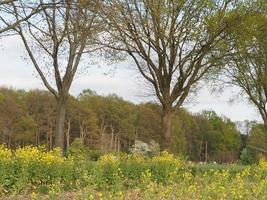 spring time in weseke germany photo