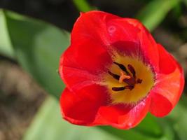 tiempo de primavera en el jardín foto