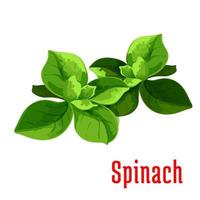 Spinach leaves vegetable icon vector