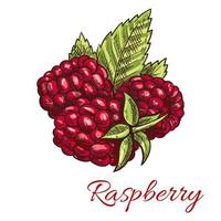 Raspberry fruits with green leaves sketch vector