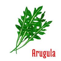 icono de vegetales de hoja de rúcula vector