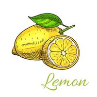 Lemon fruit vector sketch icon