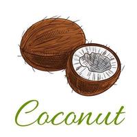 Coconut fruit vector icon