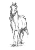 Walking white horse sketch portrait vector