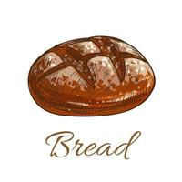 Bread loaf sketch icon for bakery shop vector