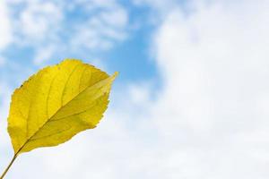 Yellow leaf against the sky photo