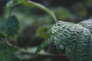 gotas de lluvia sobre el follaje carmesí húmedo. foto