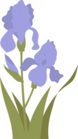 Flower blooming iris with bud and leaves. illustration. purple  flower png