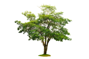 alberi isolati su sfondo bianco png