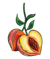 frukt illustration, färgad png design med transparent bakgrund.