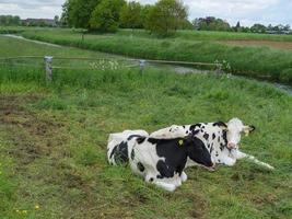 cows on a meadow photo