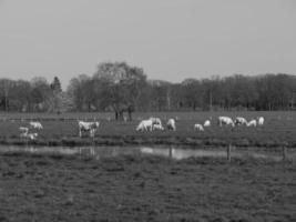 summer time in the german muensterland photo