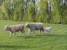 spring time in weseke germany photo