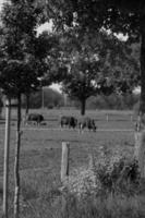 the german muensterland photo